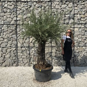 Gnarled Olive Tree J618