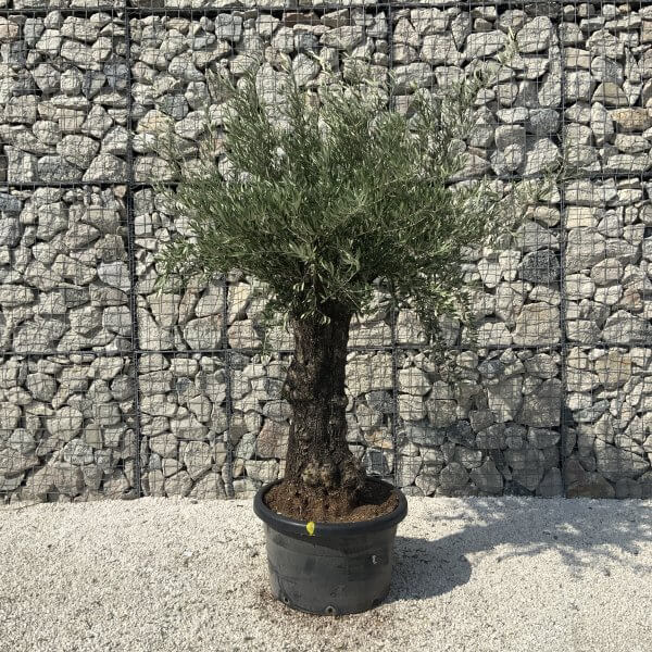 Gnarled Olive Tree J618 - Image 4