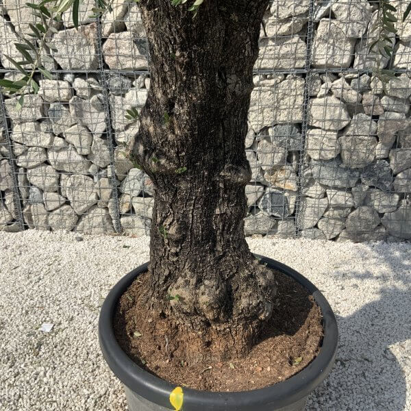 Gnarled Olive Tree J618 - Image 3
