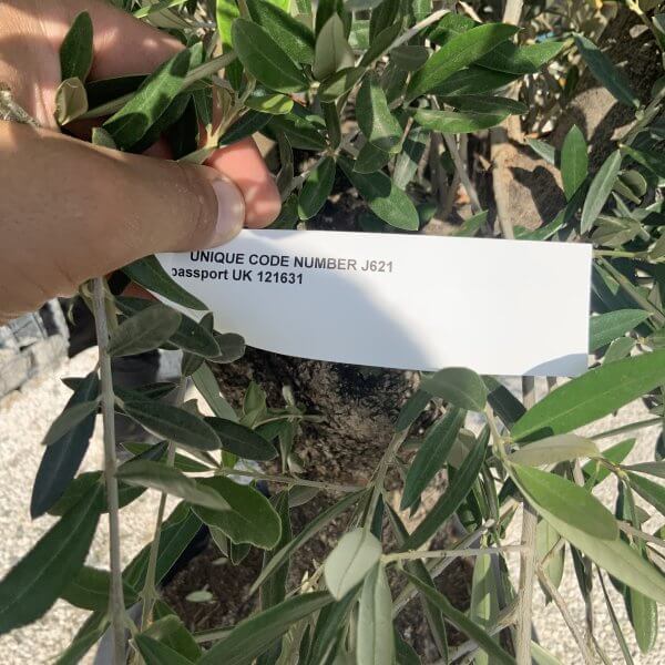 Gnarled Olive Tree J621 - Image 3