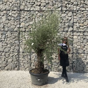 Gnarled Olive Tree J621