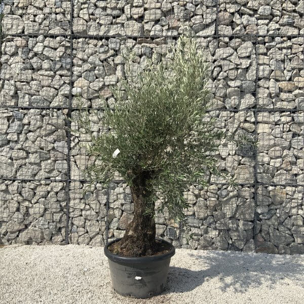 Gnarled Olive Tree J621 - Image 2