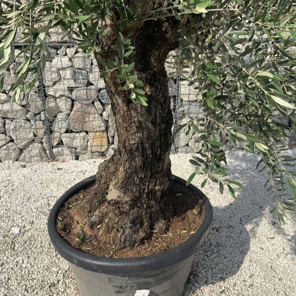 Gnarled Olive Tree J621 - Image 4
