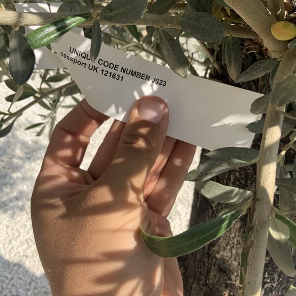 Gnarled Olive Tree J623 - Image 4