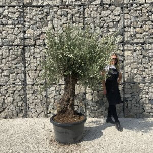 Gnarled Olive Tree J623