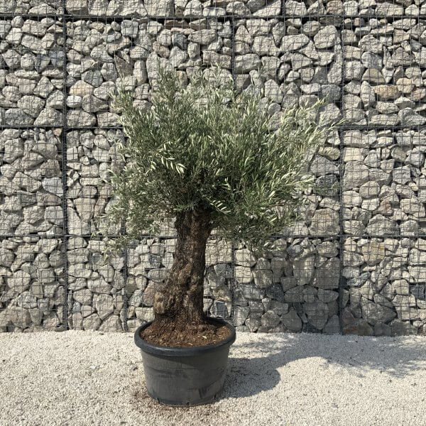 Gnarled Olive Tree J623 - Image 2