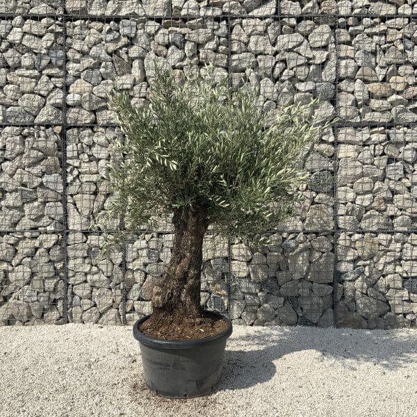 Gnarled Olive Tree J623 - Image 3