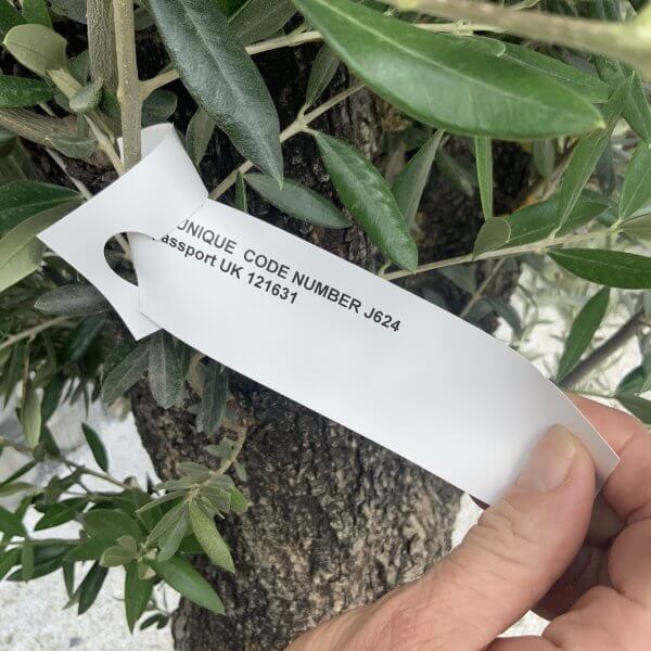 Gnarled Olive Tree J624 - Image 2