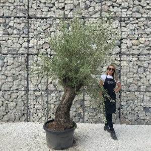 Gnarled Olive Tree J624