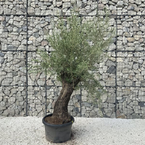 Gnarled Olive Tree J624 - Image 3