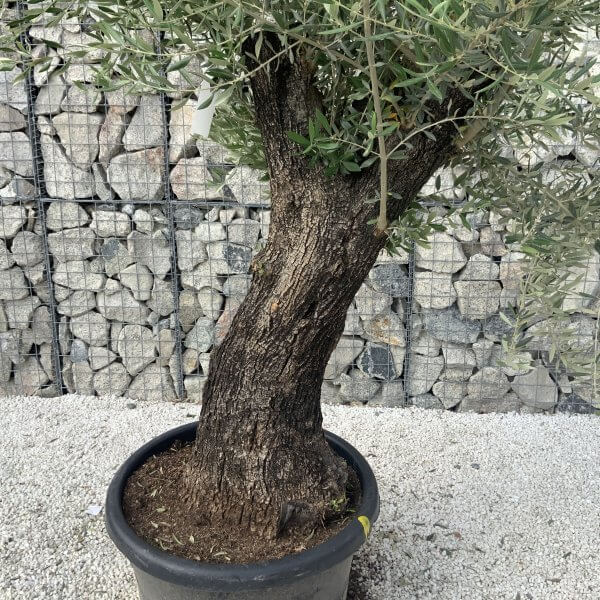 Gnarled Olive Tree J624 - Image 4