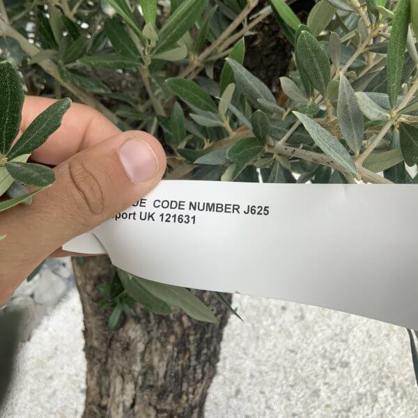 Gnarled Olive Tree J625 - Image 2