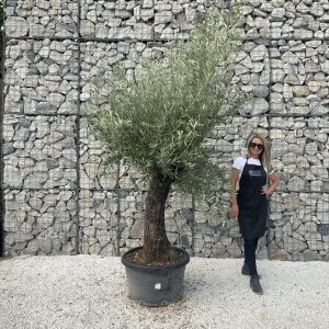 Gnarled Olive Tree J625