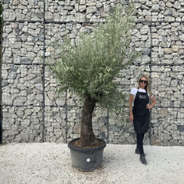 Gnarled Olive Tree J625
