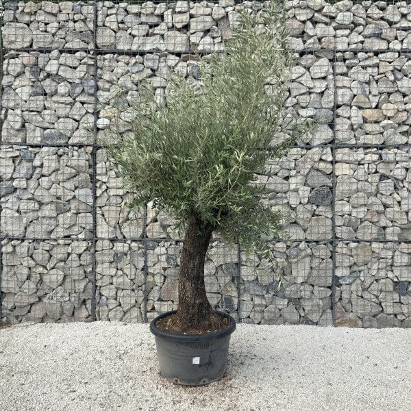 Gnarled Olive Tree J625 - Image 3