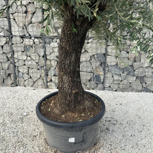 Gnarled Olive Tree J625 - Image 4