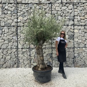 Gnarled Olive Tree J628
