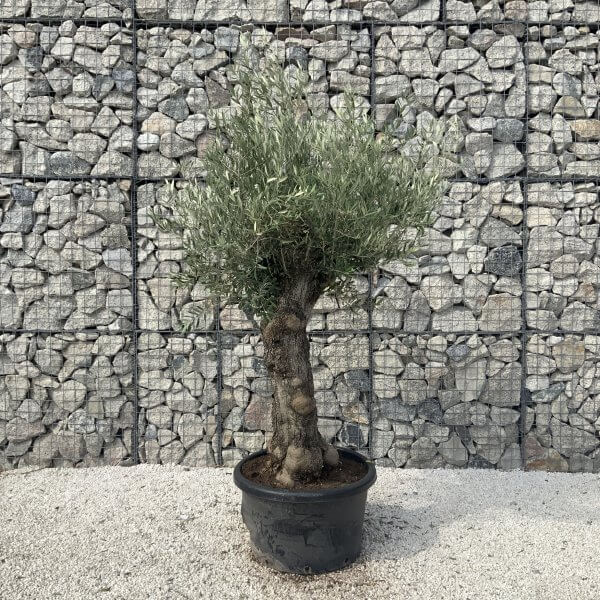 Gnarled Olive Tree J628 - Image 3