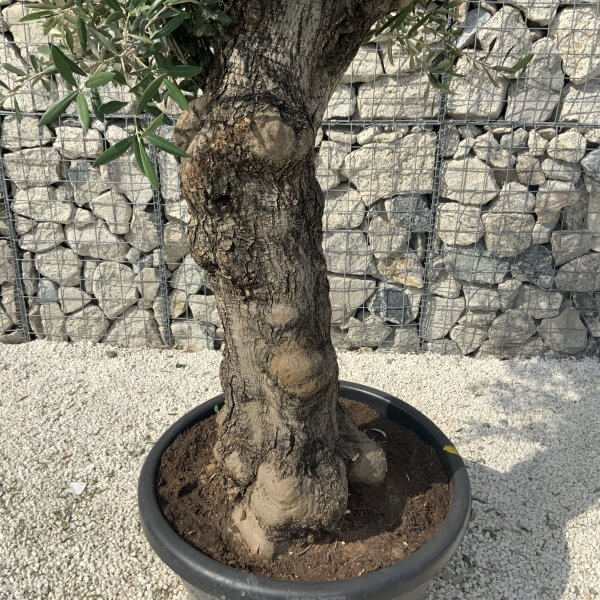 Gnarled Olive Tree J628 - Image 4