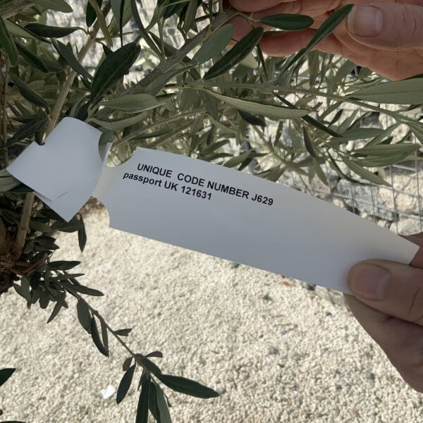 Gnarled Olive Tree J629 - Image 2