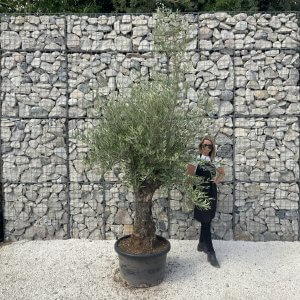 Gnarled Olive Tree J629