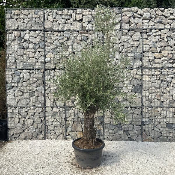 Gnarled Olive Tree J629 - Image 3