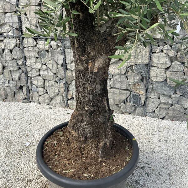 Gnarled Olive Tree J629 - Image 4