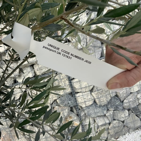 Gnarled Olive Tree J630 - Image 2