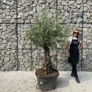 Gnarled Olive Tree J630