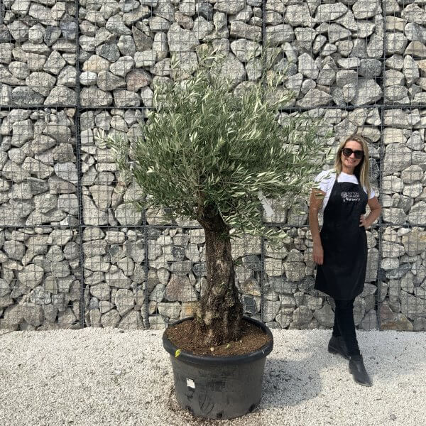 Gnarled Olive Tree J630
