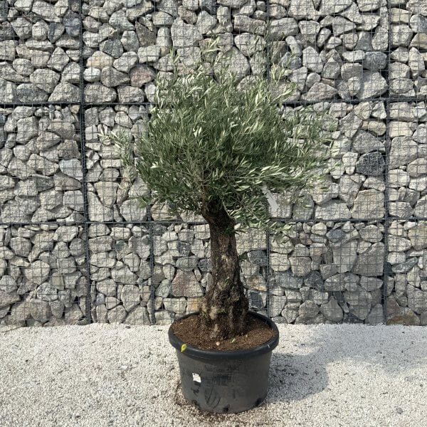 Gnarled Olive Tree J630 - Image 3