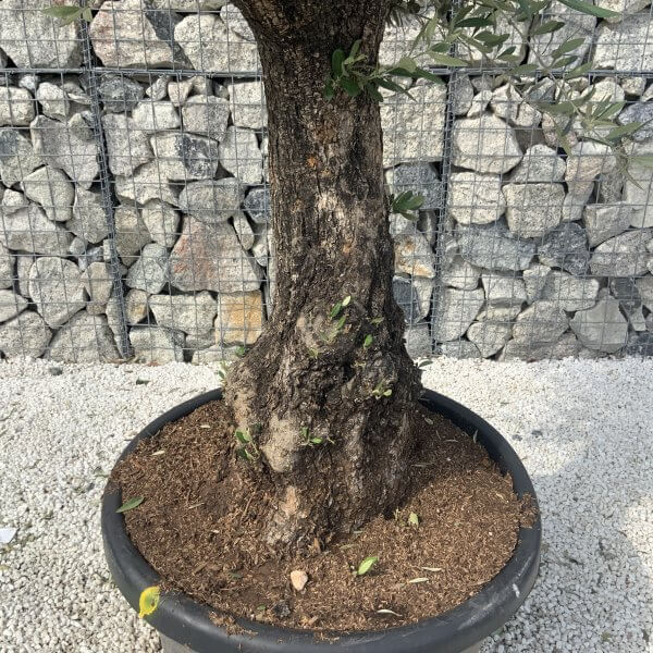 Gnarled Olive Tree J630 - Image 4