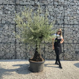 Gnarled Olive Tree J632