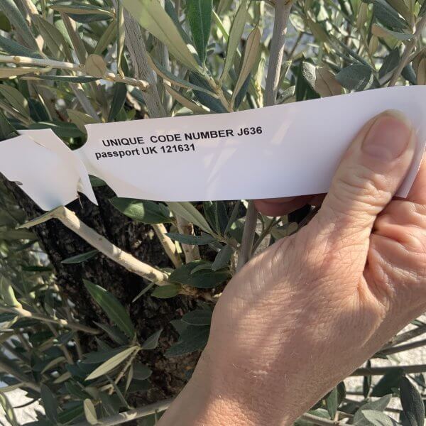 Gnarled Olive Tree J636 - Image 2