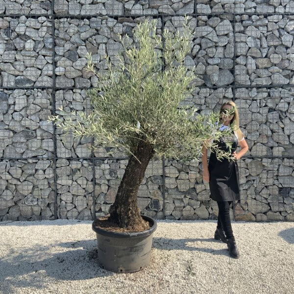 Gnarled Olive Tree J636