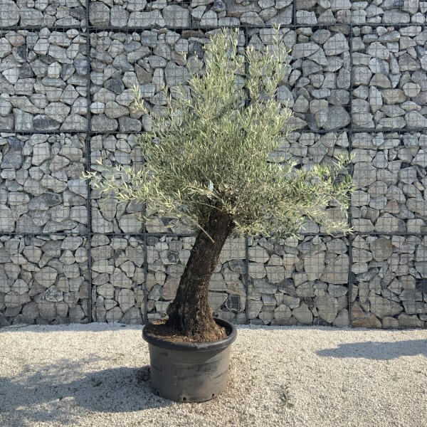 Gnarled Olive Tree J636 - Image 3