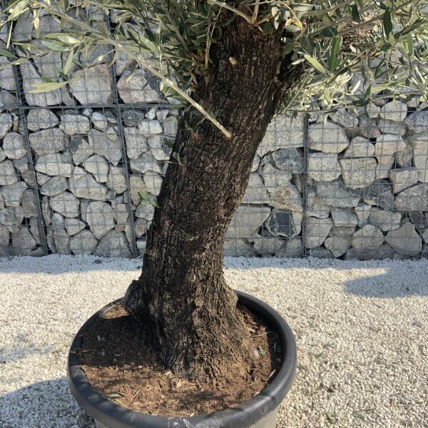 Gnarled Olive Tree J636 - Image 4