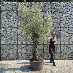 Gnarled Olive Tree J640