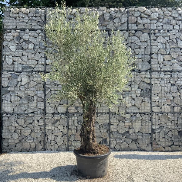 Gnarled Olive Tree J640 - Image 2