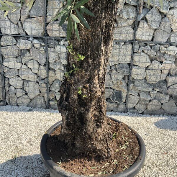Gnarled Olive Tree J640 - Image 3