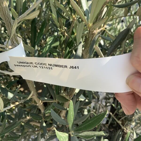 Gnarled Olive Tree J641 - Image 2