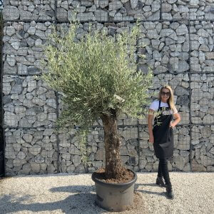 Gnarled Olive Tree J641