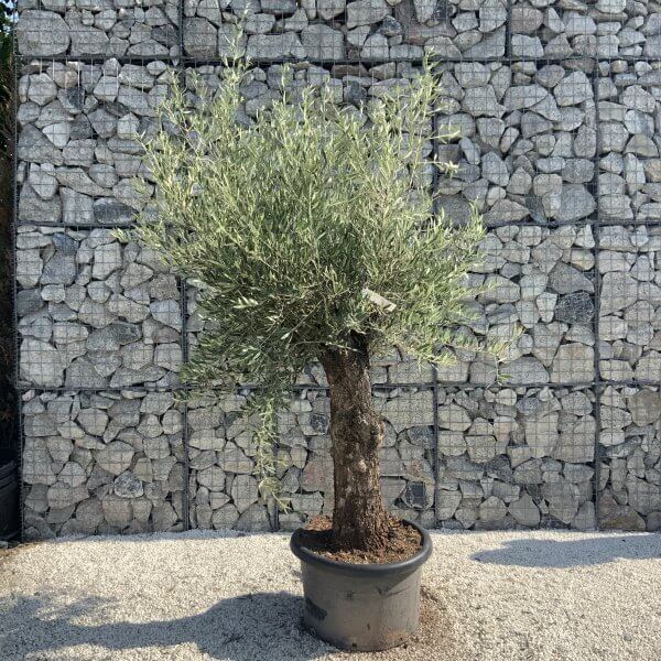Gnarled Olive Tree J641 - Image 4