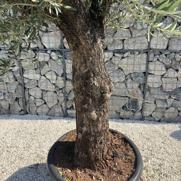 Gnarled Olive Tree J641 - Image 3
