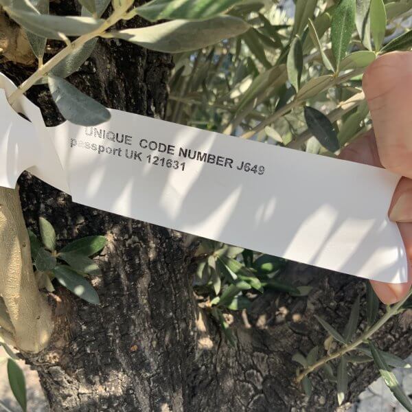 Gnarled Olive Tree J649 - Image 3