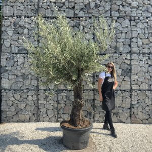 Gnarled Olive Tree J649