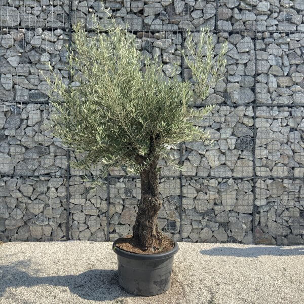Gnarled Olive Tree J649 - Image 4