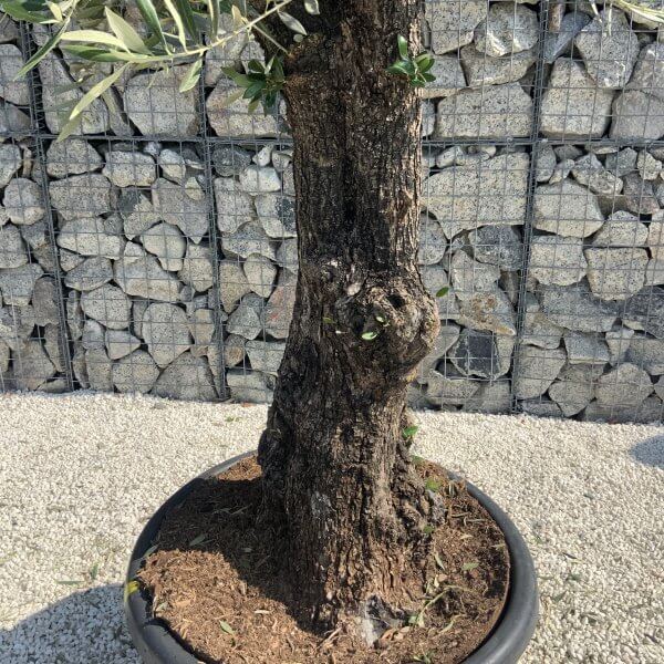 Gnarled Olive Tree J649 - Image 2