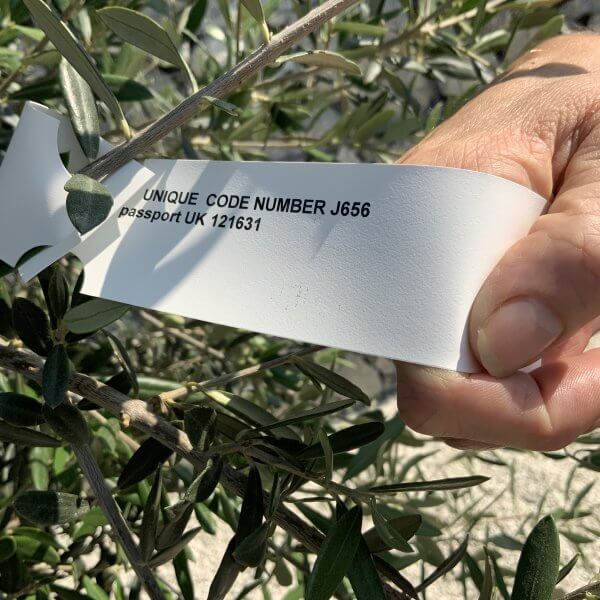 Gnarled Olive Tree J656 - Image 2