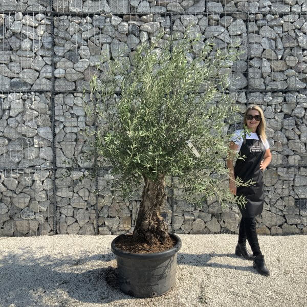 Gnarled Olive Tree J656